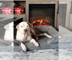 Staffordshire Bull Terrier Dogs for adoption in Ocala, FL, USA