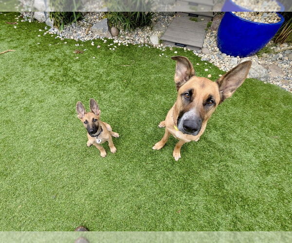 Medium Photo #3 German Shepherd Dog-Unknown Mix Puppy For Sale in West Sacramento, CA, USA