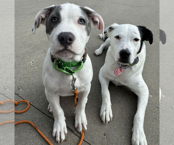 Medium Photo #4 Mutt Puppy For Sale in Fargo, ND, USA