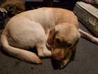 Small Photo #1 Labrador Retriever Puppy For Sale in MILTON, NH, USA