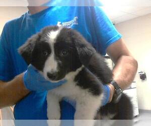 Australian Shepherd Dogs for adoption in Fayetteville, NC, USA