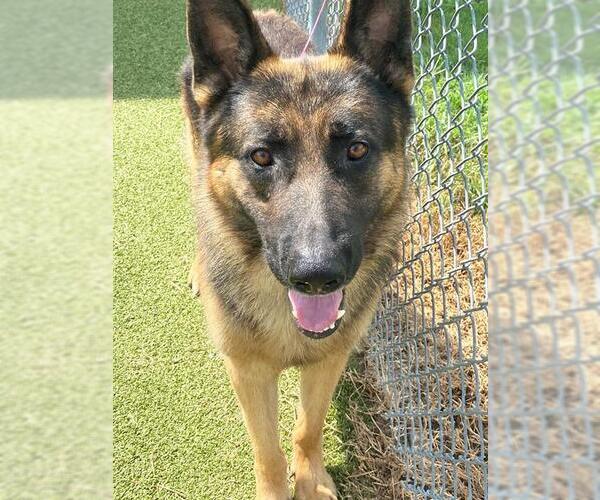 Medium Photo #2 German Shepherd Dog Puppy For Sale in Fayetteville, NC, USA