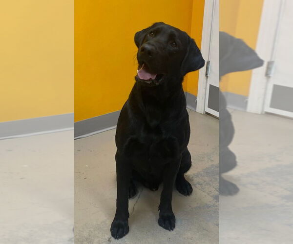 Medium Photo #2 Labrador Retriever Puppy For Sale in Bryant, AR, USA