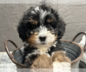 Bernedoodle Litter for sale in ATHENS, WI, USA