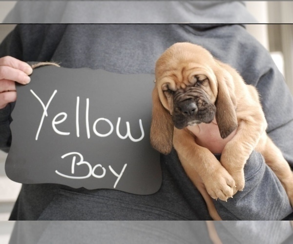 Medium Photo #5 Bloodhound Puppy For Sale in GOSHEN, IN, USA