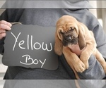 Small Photo #5 Bloodhound Puppy For Sale in GOSHEN, IN, USA