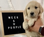 Small Photo #2 Golden Retriever Puppy For Sale in BENNETT, CO, USA