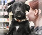 Small #2 Labrador Retriever Mix