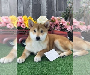 Shiba Inu Puppy for sale in CANOGA, NY, USA