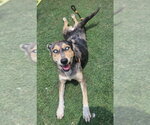 Small Australian Shepherd Mix