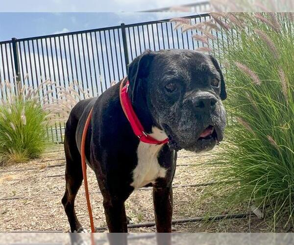 Medium Photo #2 Boxer Puppy For Sale in Orange, CA, USA