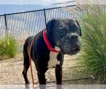 Small #1 Boxer