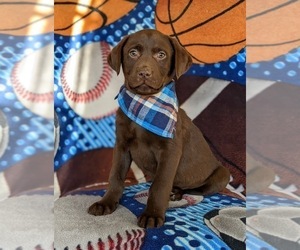 Labrador Retriever Puppy for sale in BRIDGETON, PA, USA