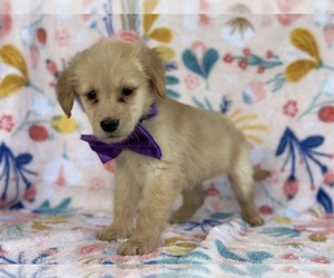 Golden Retriever Puppy for sale in LANCASTER, PA, USA