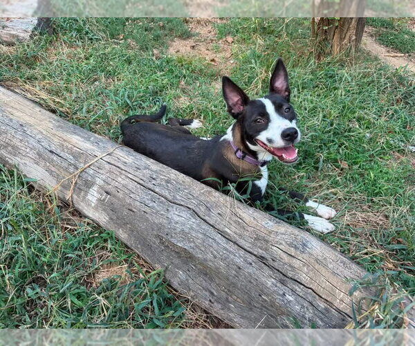 Medium Photo #1 Mutt Puppy For Sale in Claremore, OK, USA