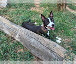 China - Female Mutt Dog for Adoption - Small photo