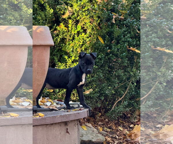 Medium Photo #2 American Pit Bull Terrier-Unknown Mix Puppy For Sale in Germantown, OH, USA