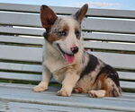 Ocean - Female Pembroke Welsh Corgi Puppy for Sale - Small photo