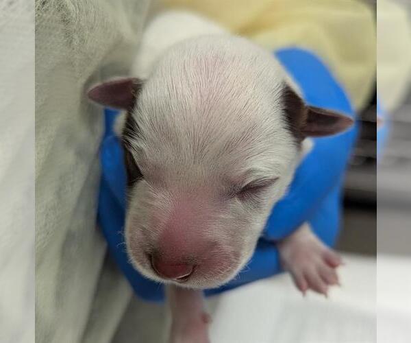 Medium Photo #1 Mutt Puppy For Sale in Las Vegas, NV, USA