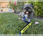Small #3 French Tzu
