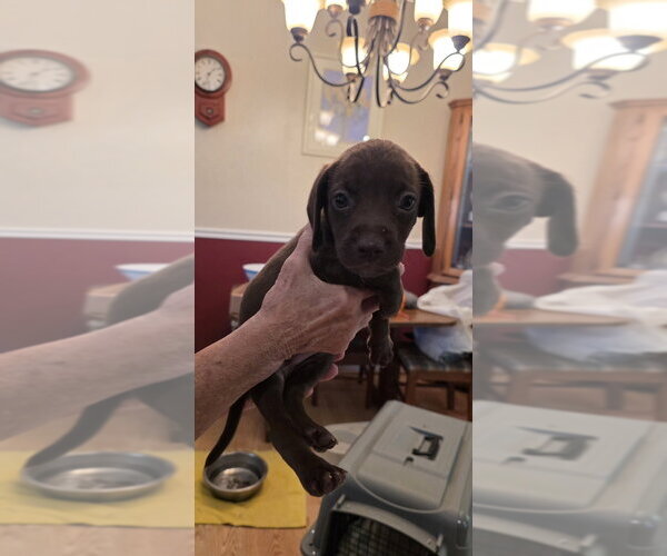 Medium Photo #3 Doxle Puppy For Sale in Aurora, IN, USA