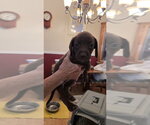 Small #2 Doxle