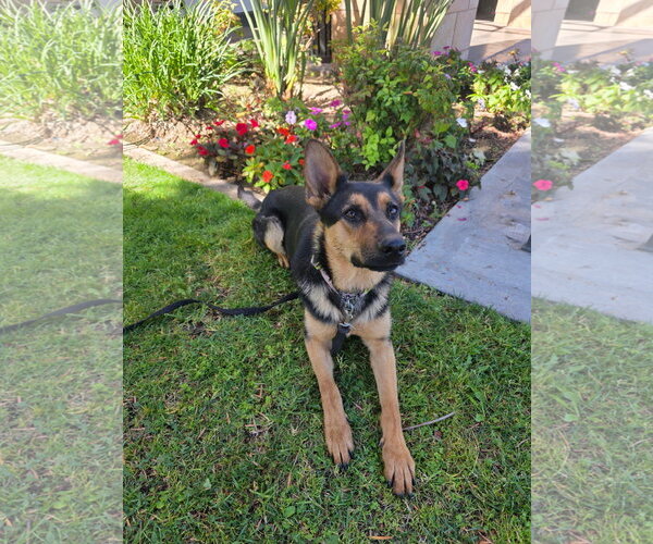 Medium Photo #2 Mutt Puppy For Sale in Marina Del Rey, CA, USA