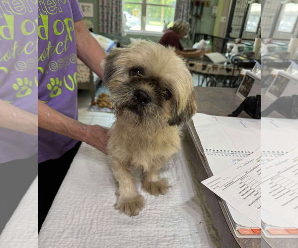Medium Photo #1 Shih Apso Puppy For Sale in Benton, LA, USA