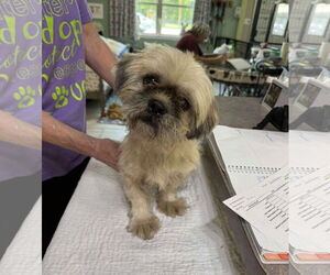 Shih Apso Dogs for adoption in Benton, LA, USA