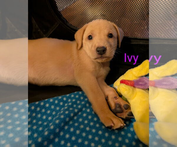 Medium Photo #1 Labrador Retriever-Unknown Mix Puppy For Sale in Plainfield, IL, USA
