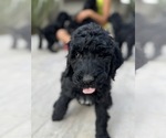 Puppy Puppy 2 Australian Labradoodle