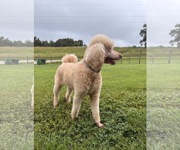 Medium Photo #4 Poodle (Standard) Puppy For Sale in Pacolet, SC, USA