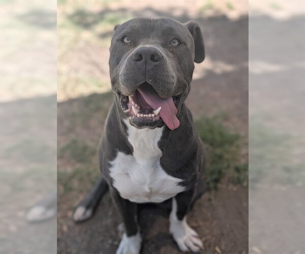 Medium Photo #1 Mutt Puppy For Sale in Riverside, CA, USA