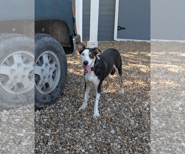 Medium Photo #3 Australian Shepherd-Unknown Mix Puppy For Sale in Denton, TX, USA