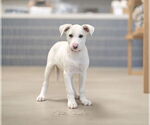 Small #3 Mutt