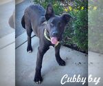 Small #7 Labrador Retriever Mix