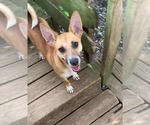 Small Photo #3 Jack Russell Terrier-Unknown Mix Puppy For Sale in Princeton, MN, USA