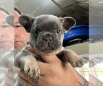Small Photo #18 French Bulldog Puppy For Sale in TRENTON, TX, USA