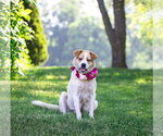 Small #1 Great Pyrenees Mix