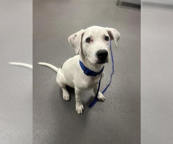 Medium Photo #1 Labrador Retriever-Unknown Mix Puppy For Sale in Corpus Christi, TX, USA