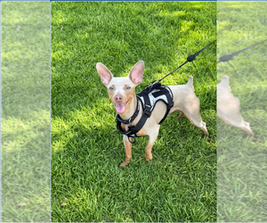 Father of the Miniature Pinscher puppies born on 07/08/2025