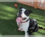 Small #1 American Pit Bull Terrier Mix