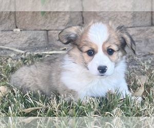 Pembroke Welsh Corgi Puppy for sale in YUCAIPA, CA, USA