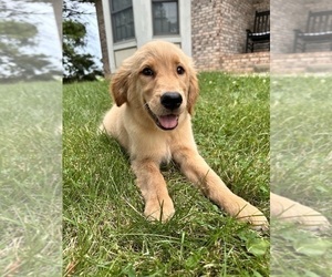 Golden Retriever Puppy for sale in GREENFIELD, IN, USA