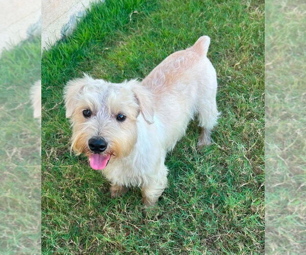 Medium Photo #1 Miniature Schnauzer-Norfolk Terrier Mix Puppy For Sale in FRAMINGHAM, MA, USA