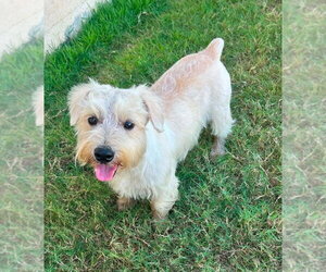 Miniature Schnauzer-Norfolk Terrier Mix Dogs for adoption in FRAMINGHAM, MA, USA