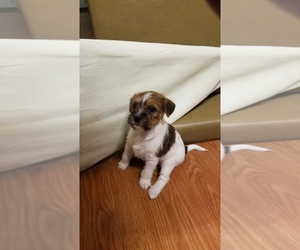 Jack Russell Terrier Puppy for sale in MERRILLVILLE, IN, USA
