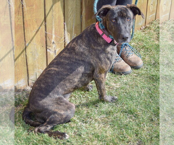 Medium Photo #5 Holland Shepherd-Unknown Mix Puppy For Sale in Huntley, IL, USA