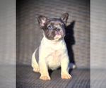 Small #11 French Bulldog
