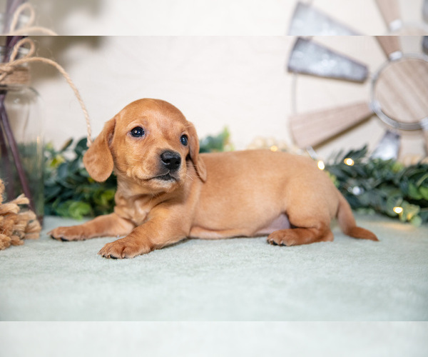 Medium Photo #1 Dachshund Puppy For Sale in NAPPANEE, IN, USA